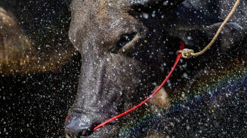 A buffalo gets a shower ahead of Chonburi's 154th annual buffalo race festival in Chonburi province, Thailand on October 6, 2025.