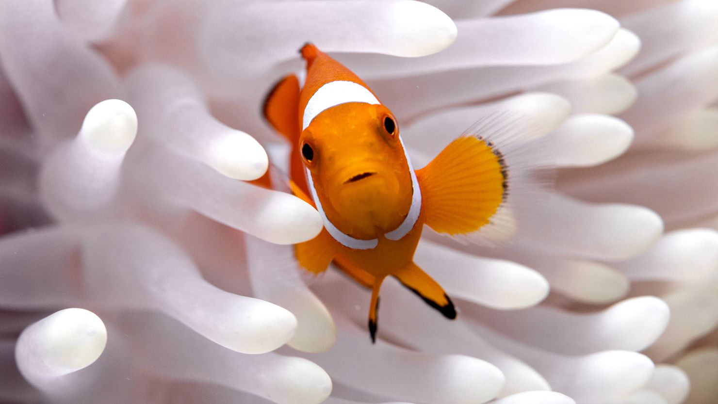 Clownfish live among sea anemones on coral reefs.