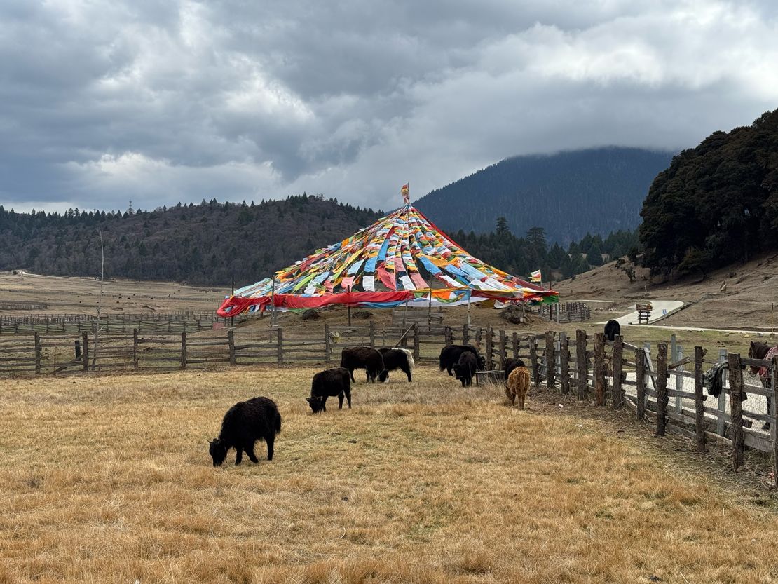 Tibetan yaks graze at a tourist farm outside the city of Nyingchi, Tibet.