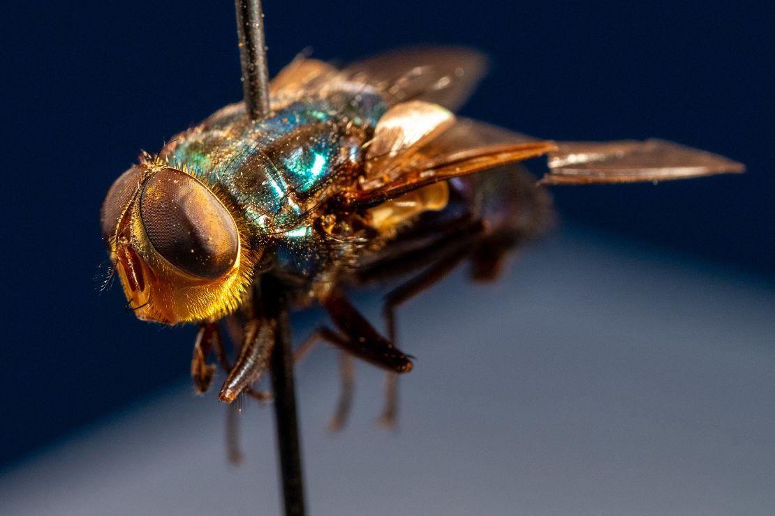 The adult fly form of the New World screwworm has a blue-green metallic exoskeleton.