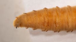 New World screwworm fly (Cochliomyia hominivorax) on Friday, Jun 06, 2025, in College Station, Texas. (Michael Miller/Texas A&M AgriLife)