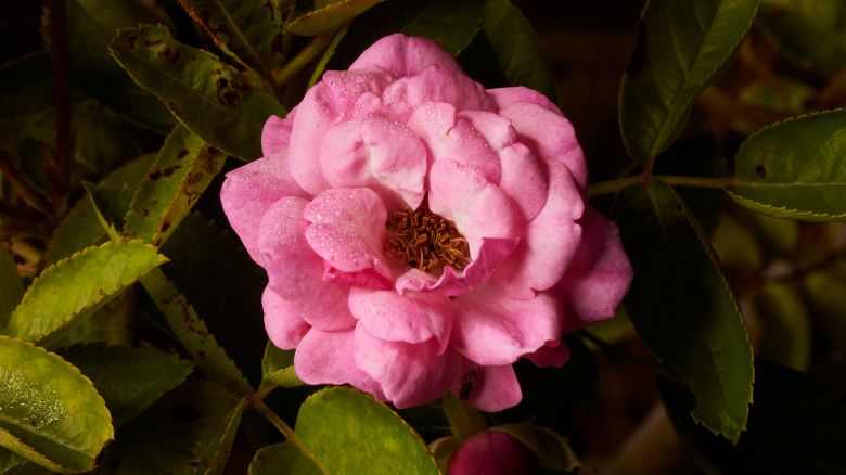 A Peggy Martin rose blooms in the garden of Peggy Rose Martin, 79, in Gonzales, LA on August 11, 2025. Credit: Edmund D. Fountain for CNN 