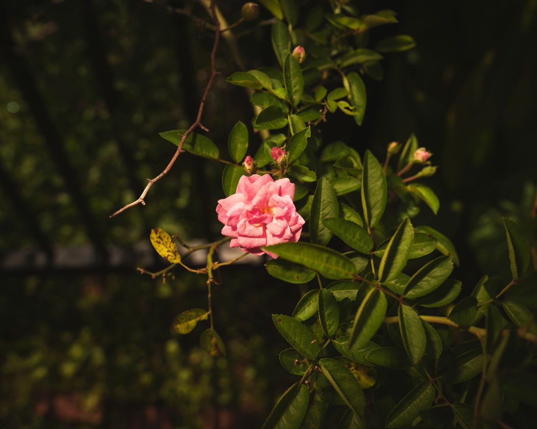 A Peggy Martin rose blooms in Martin's garden in Gonzales, Louisiana.