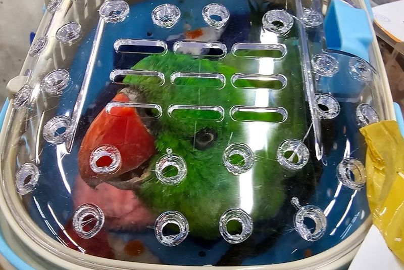 A parrot that was rescued alongside 86 other animals, who were found in wicker baskets, plastic tubs, and fabric bags inside suitcases headed to Mumbai, India.