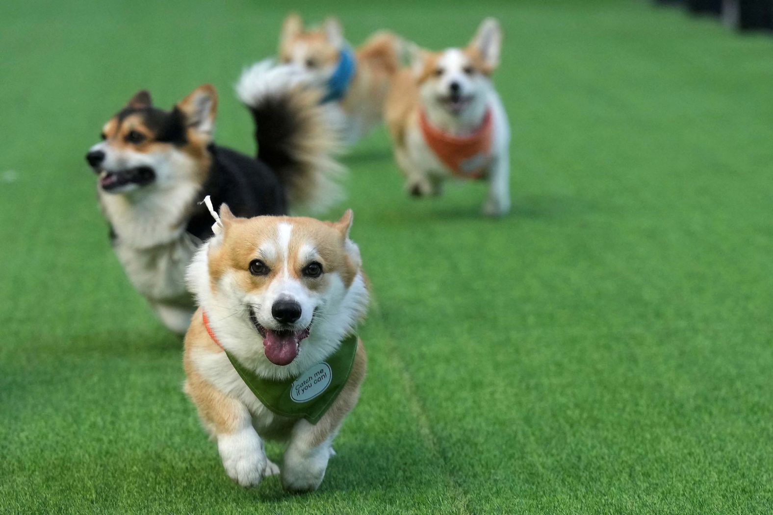 Dogs run during the Corgi Race festival in Vilnius, Lithuania, on Saturday, August 23.