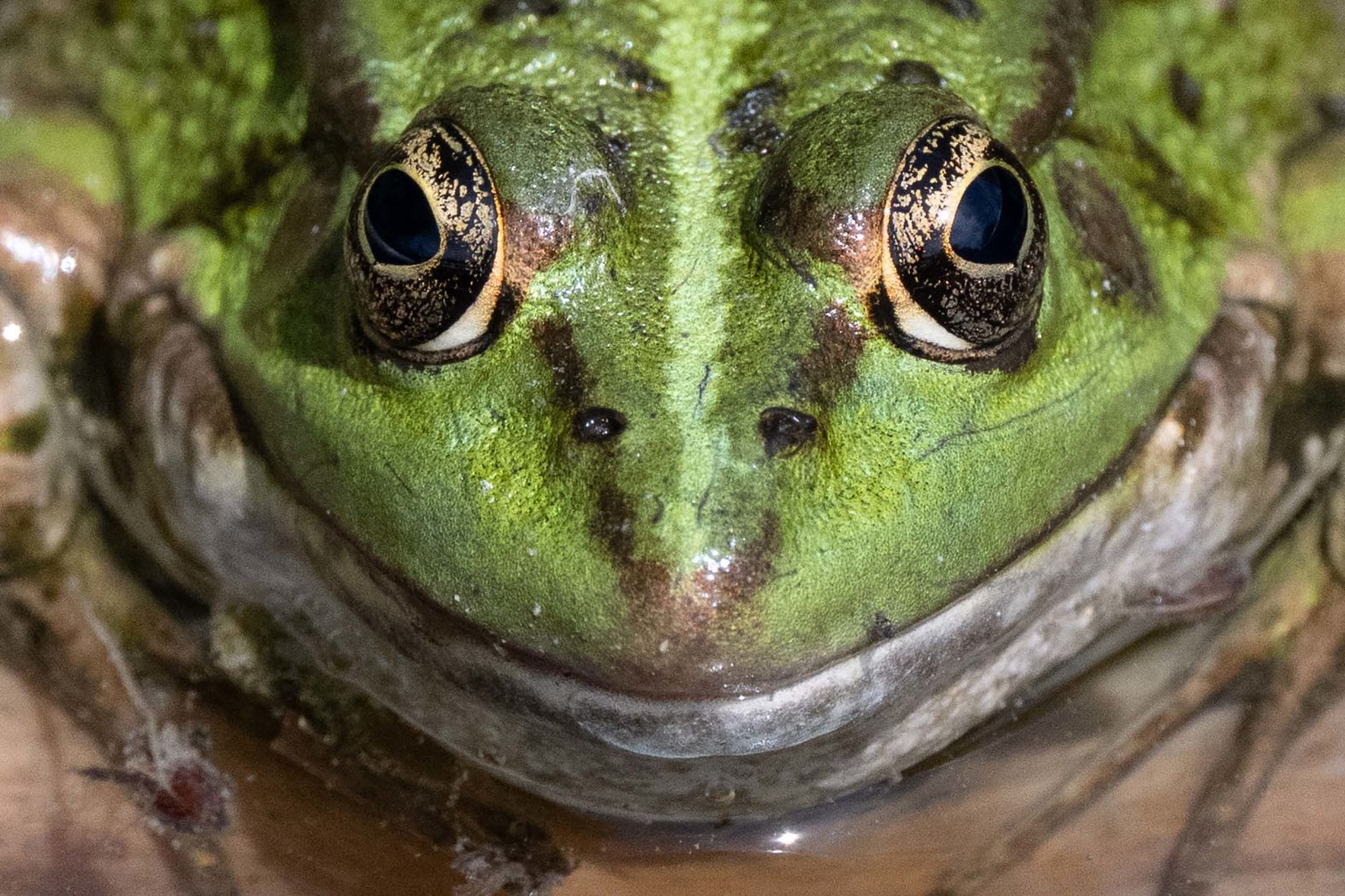 A frog is photographed near Fontenay-le-Vicomte, France, on Sunday, August 3.