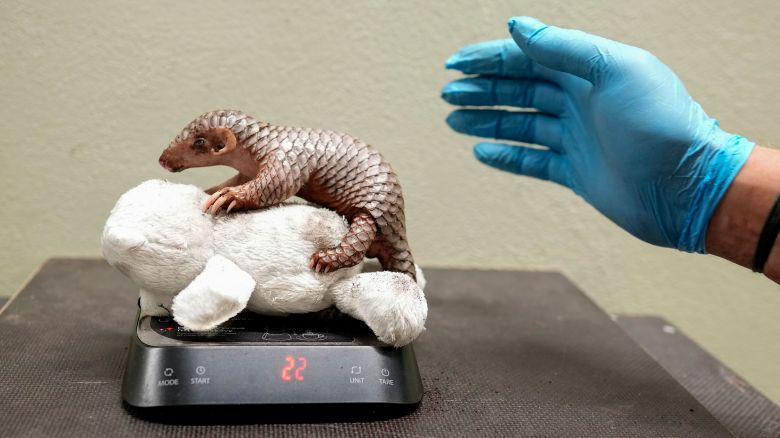 A newborn baby Chinese pangolin is weighed at the Prague zoo, Czech Republic, Wednesday, July 10, 2024. The baby female of the critically endangered animal was born on July 1, 2024. This is the second Chinese pangolin to be born here in less than two years and is doing well. (AP Photo/Petr David Josek)
