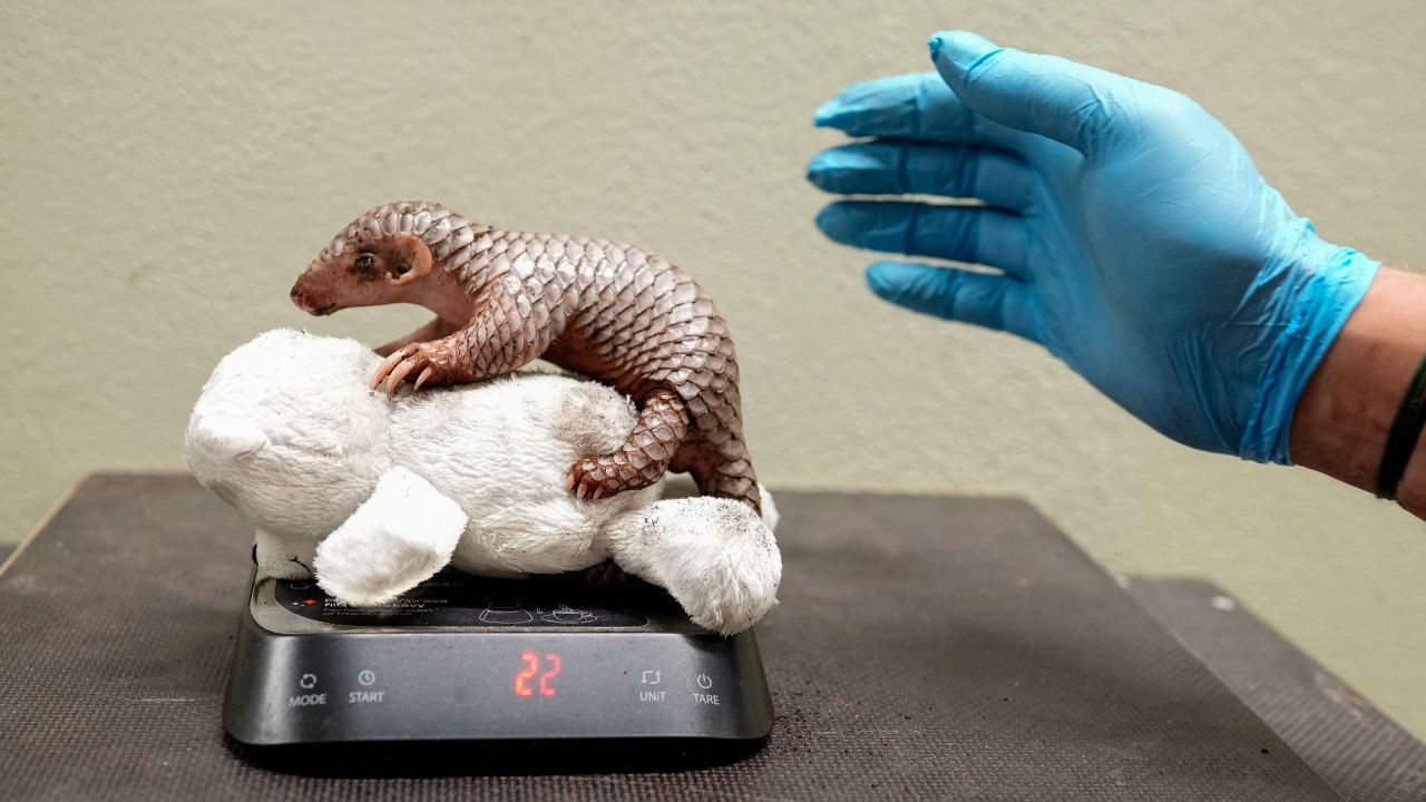 A newborn baby Chinese pangolin is weighed at the Prague zoo, Czech Republic, Wednesday, July 10, 2024. The baby female of the critically endangered animal was born on July 1, 2024. This is the second Chinese pangolin to be born here in less than two years and is doing well. (AP Photo/Petr David Josek)