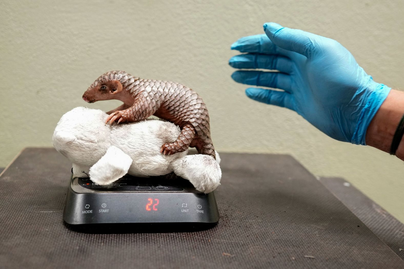 A newborn Chinese pangolin is weighed at the Prague Zoo in Prague, Czech Republic, on Wednesday, July 10. The species is critically endangered.