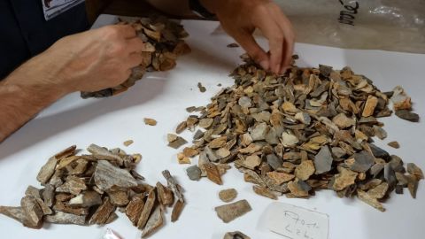 A researcher from the Musée d'Archéologie Nationale in France examines material from excavations of the La Ferrassie Neanderthal site in southwestern France. Thousands of bone remains were sorted and 47 new fossil remains belonging to a Neandertal child  were identified.