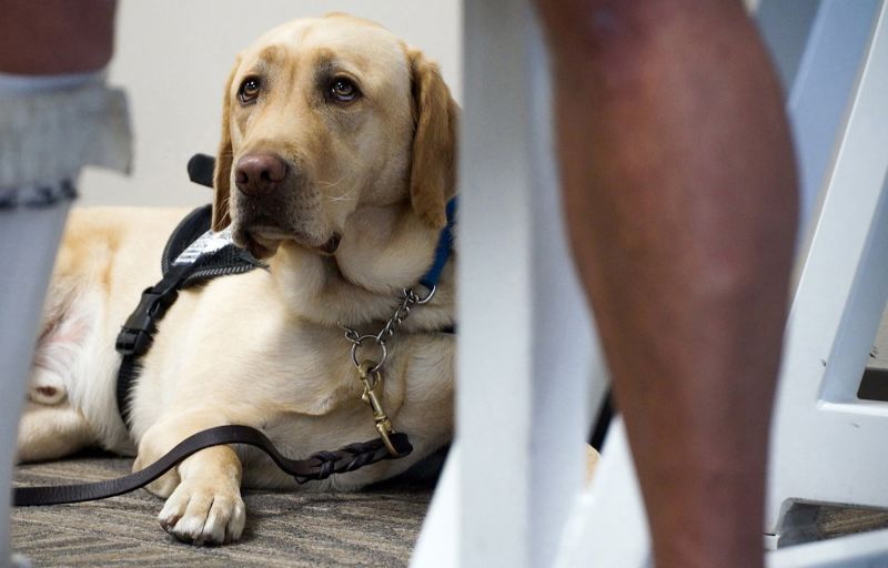 American airlines shop emotional support dogs