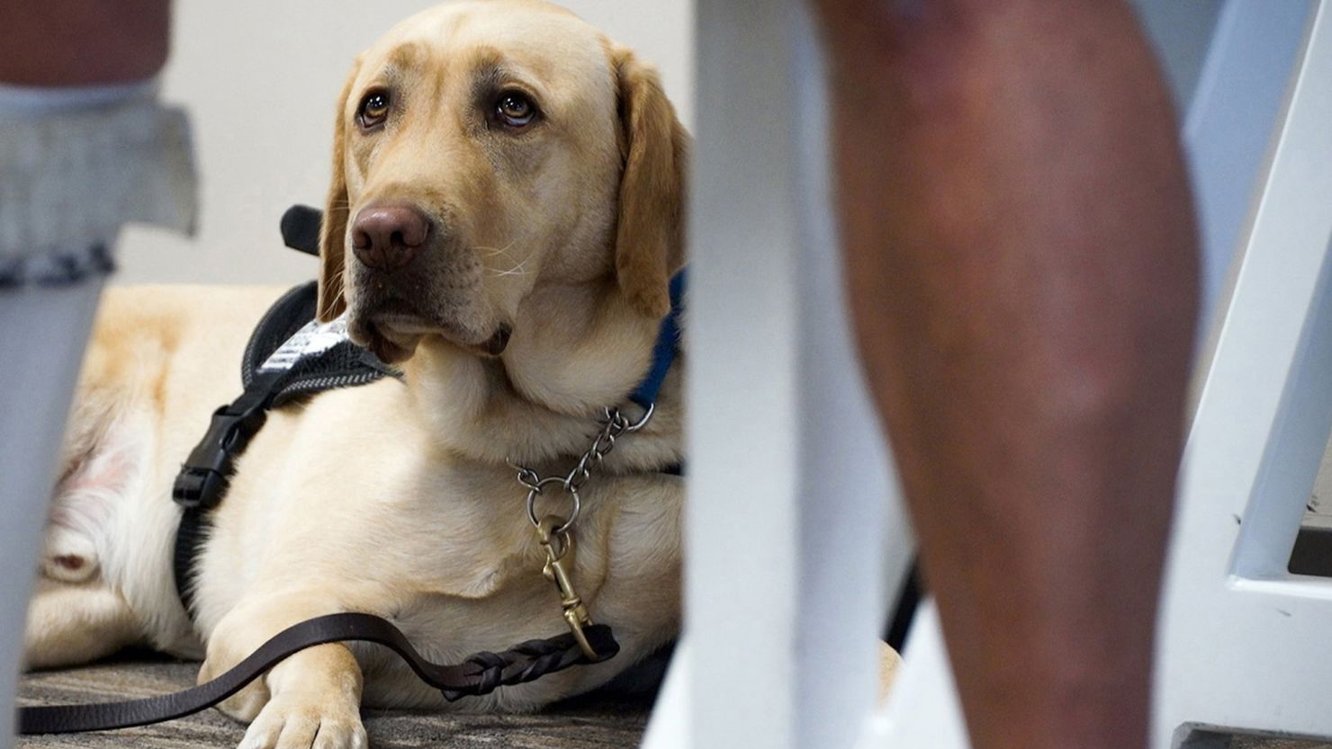 The concept of pets on planes has become a hot-button issue of late as emotional support animals have become more prominent than ever. (Shelly Yang/Kansas City Star/Tribune News Service via Getty Images)