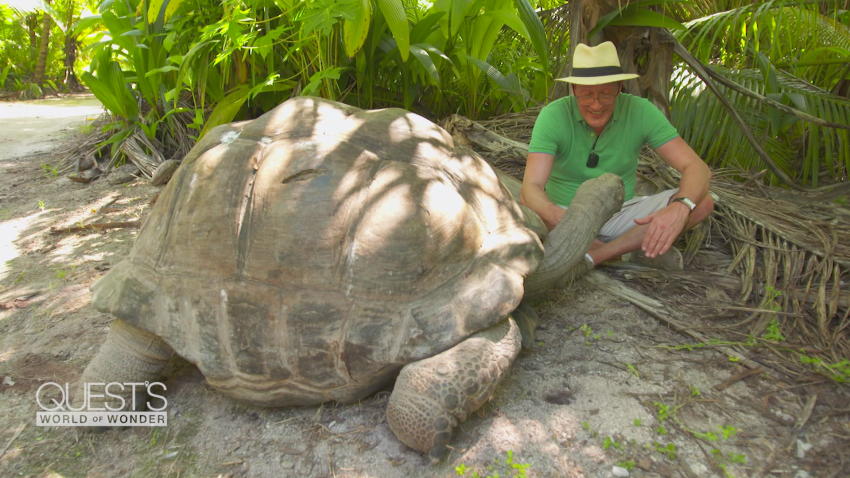 Seychelles Esmeralda oldest tortoise bird island africa pandemic spc_00032516.png