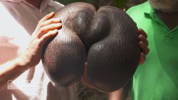 Seychelles coco de mer nut forbidden fruit suggestive shape Praslin Africa Richard Quest Pandemic spc_00051226.png