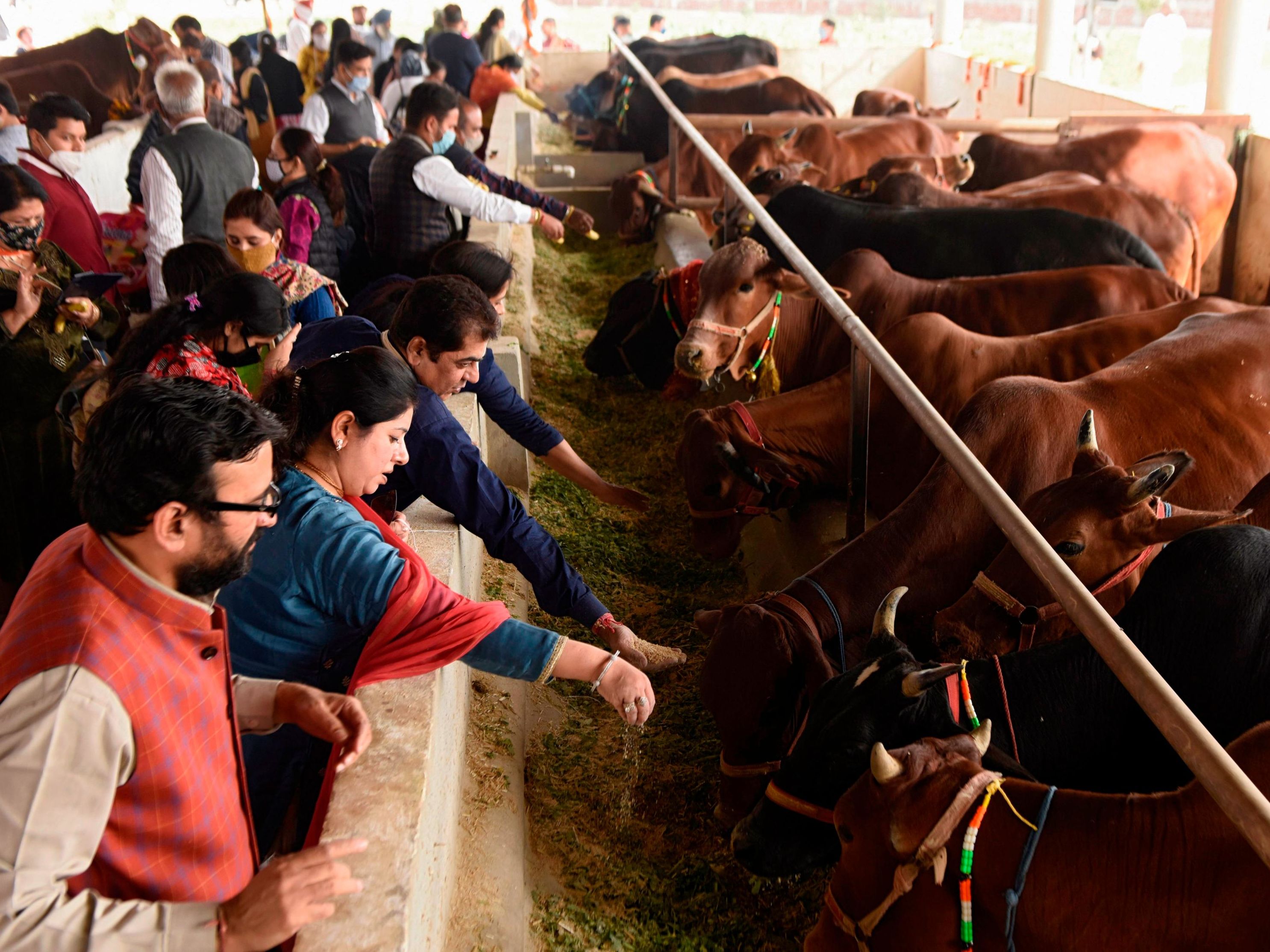 India's new 'cow science' exam politicizes sacred animal, critics say | CNN