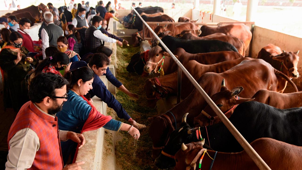 Hindu devotees from the International Society for Krishna Consciousness (ISKCON) worship cows on the outskirts of Amritsar on November 22, 2020. 