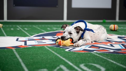 Chip playing during Puppy Bowl XVII.