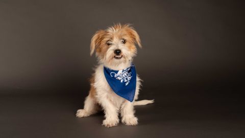 Pippa from Team Fluff during Puppy Bowl XVII.
