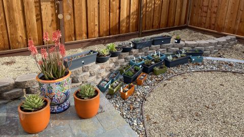 Kanter's container succulent garden grew out of an interest she had developed while on her fake commutes.