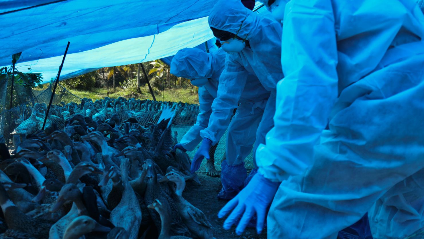 Health workers begin culling ducks after avian flu was detected among domestic birds in Alappuzha district, Kerala state, India, on January 5, 2021.
