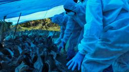 Health workers in protective suits begin culling of ducks after H5N8 strain of bird flu was detected among domestic birds in Alappuzha district, Kerala state, India, Tuesday, Jan.5, 2021. (AP Photo/Prakash Elamakkara)