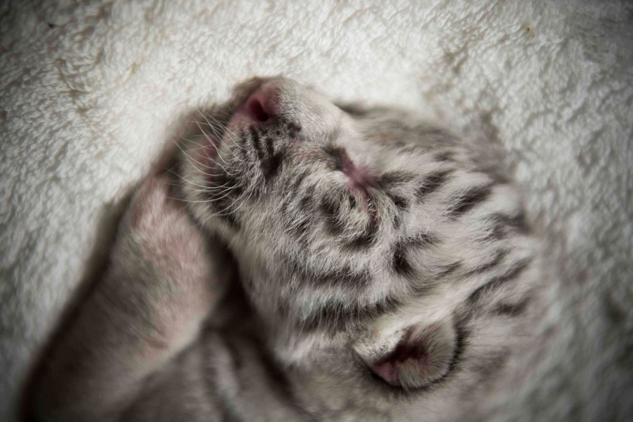 A newborn white tiger named Snow sleeps at the National Zoo in Masaya, Nicaragua, on Tuesday, January 5. 
