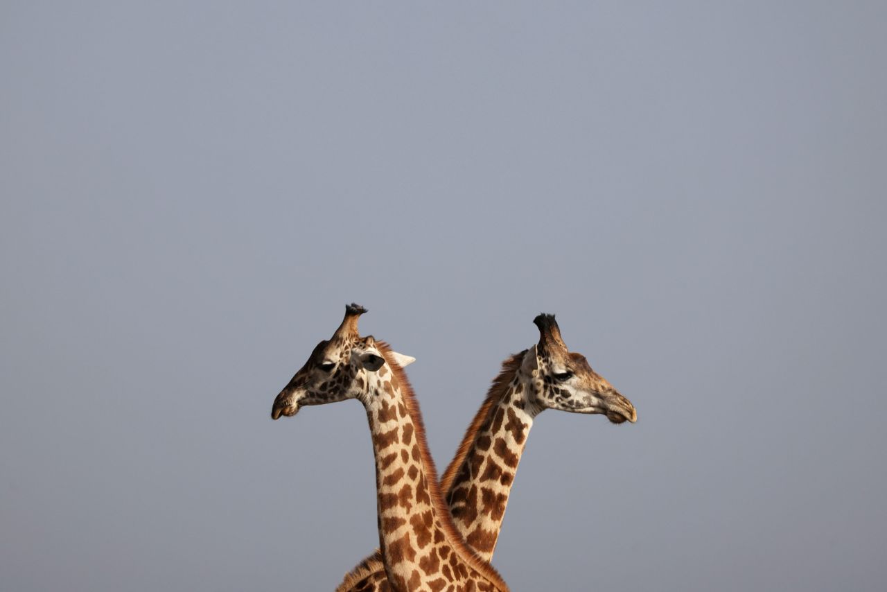 Giraffes stand next to each other inside the Nairobi National Park in Kenya on Wednesday, January 6.