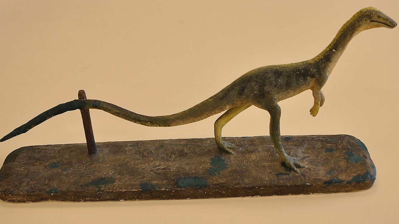 This model of the Podokesaurus holyokensis was created in 1912. The first fossil of the swift-moving dinosaur was discovered near Mount Holyoke College in Massachusetts. 