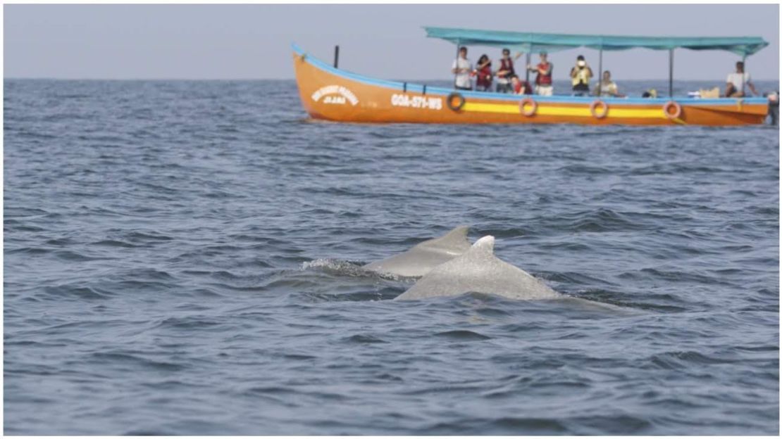 The Terra Conscious Ocean Biodiversity Expereince tour includes dolphin watching.   