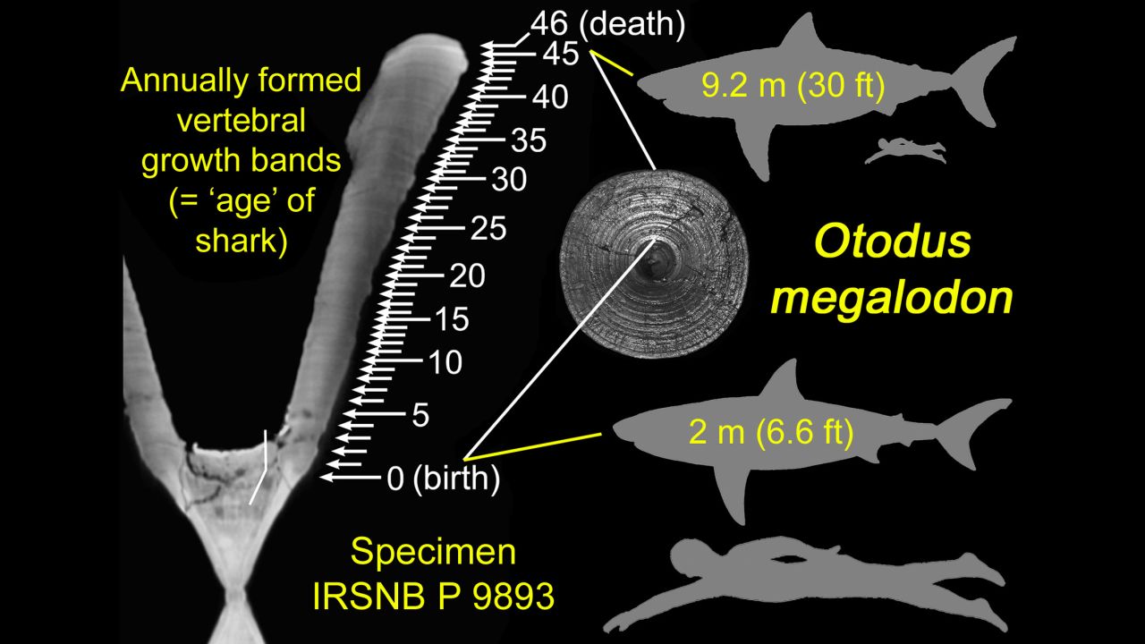 Researchers counted the number of growth bands on the megalodon's vertebrae for the study. 