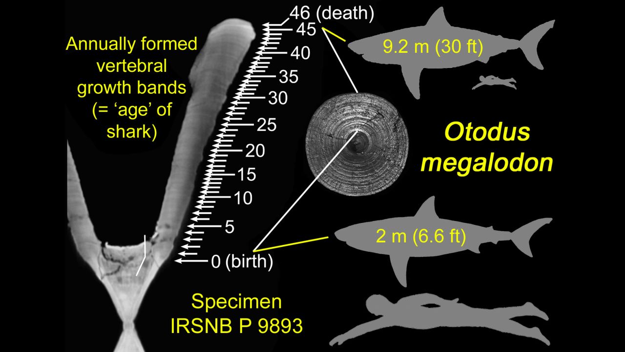 Researchers counted the number of growth bands on the megalodon's vertebrae for the study.