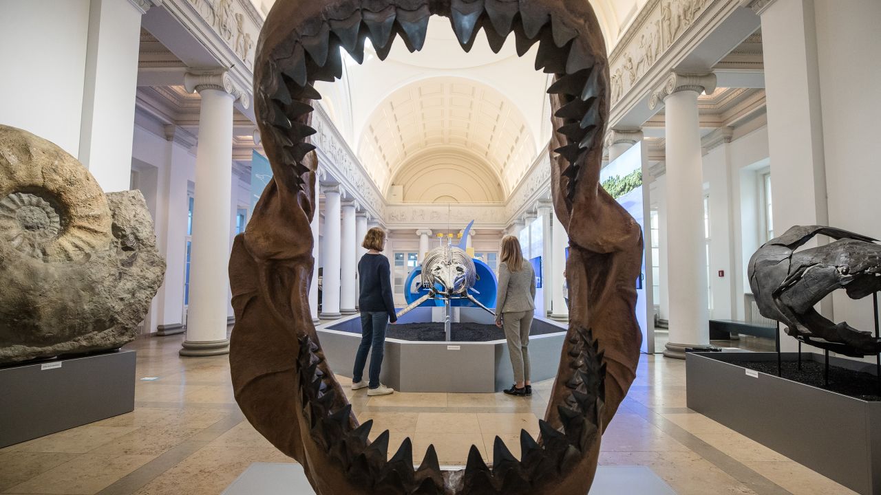 Megalodons can live to be up to 100 years old and swam in the world's oceans millions of year ago.
