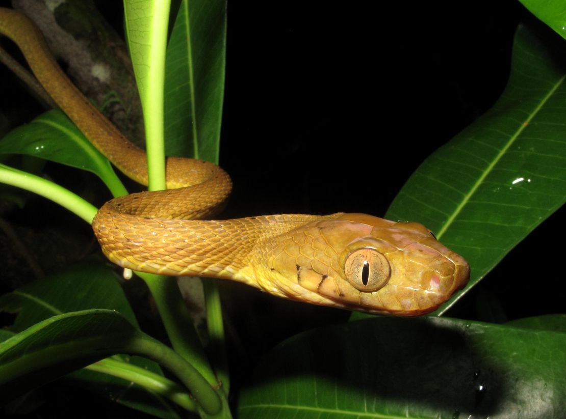Researchers studied the brown tree snake, an invasive species that is thought to devastated much of Guam's birdlife.