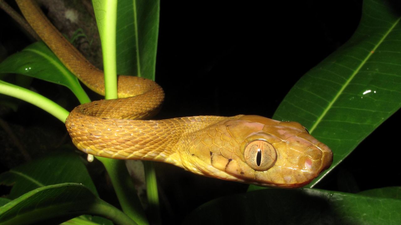 This snake turns its body into a lasso to climb up smooth surfaces CNN