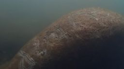 The manatee was discovered on Sunday in the northern part of Florida's Homosassa River. 