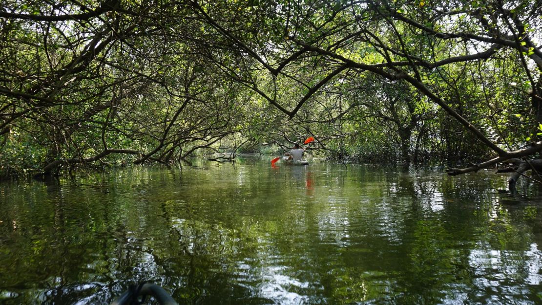 Konkan Explorers offers tours of Goa's beautiful mangrove forests.  