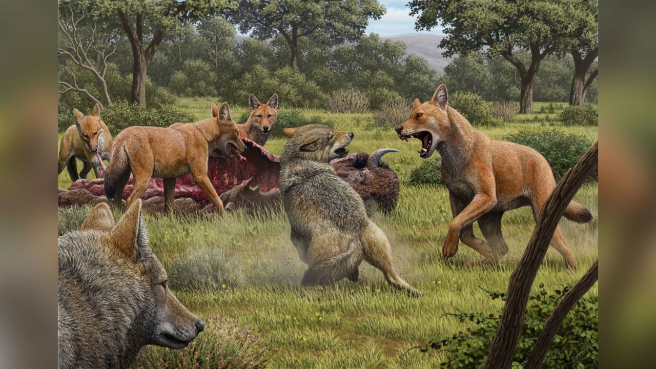 In this illustration, a pack of dire wolves (bigger and reddish brown) feed on a bison kill, while a pair of gray wolves approach in the hopes of scavenging. 