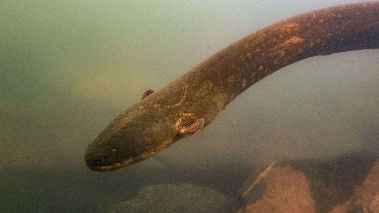 The electric eels observed at the lake can produce 860-volt shocks.