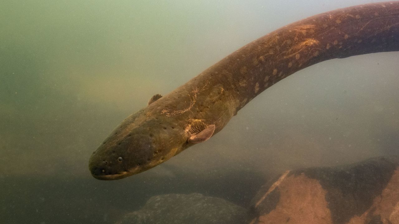 Electric eels hunt in packs, 'extraordinary' research reveals | CNN
