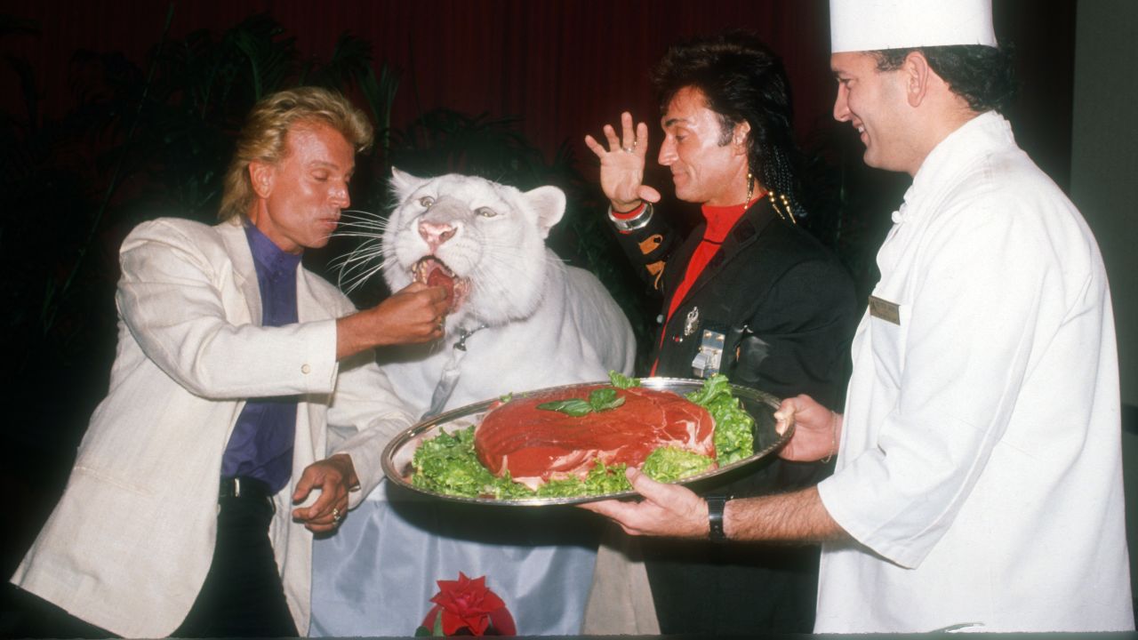 Fischbacher feeds meat to a tiger in 1987.
