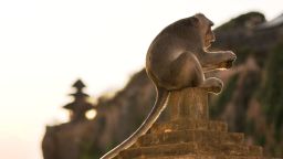 Monkeys at the Uluwatu Temple in Bali, Indonesia, have been observed bartering stolen objects for food rewards according to a new study.