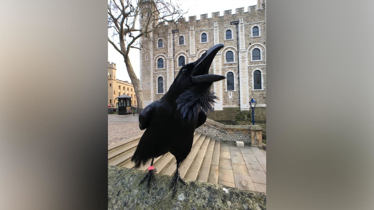 Merlina, a 14-year-old raven at the Tower of London, is feared dead.