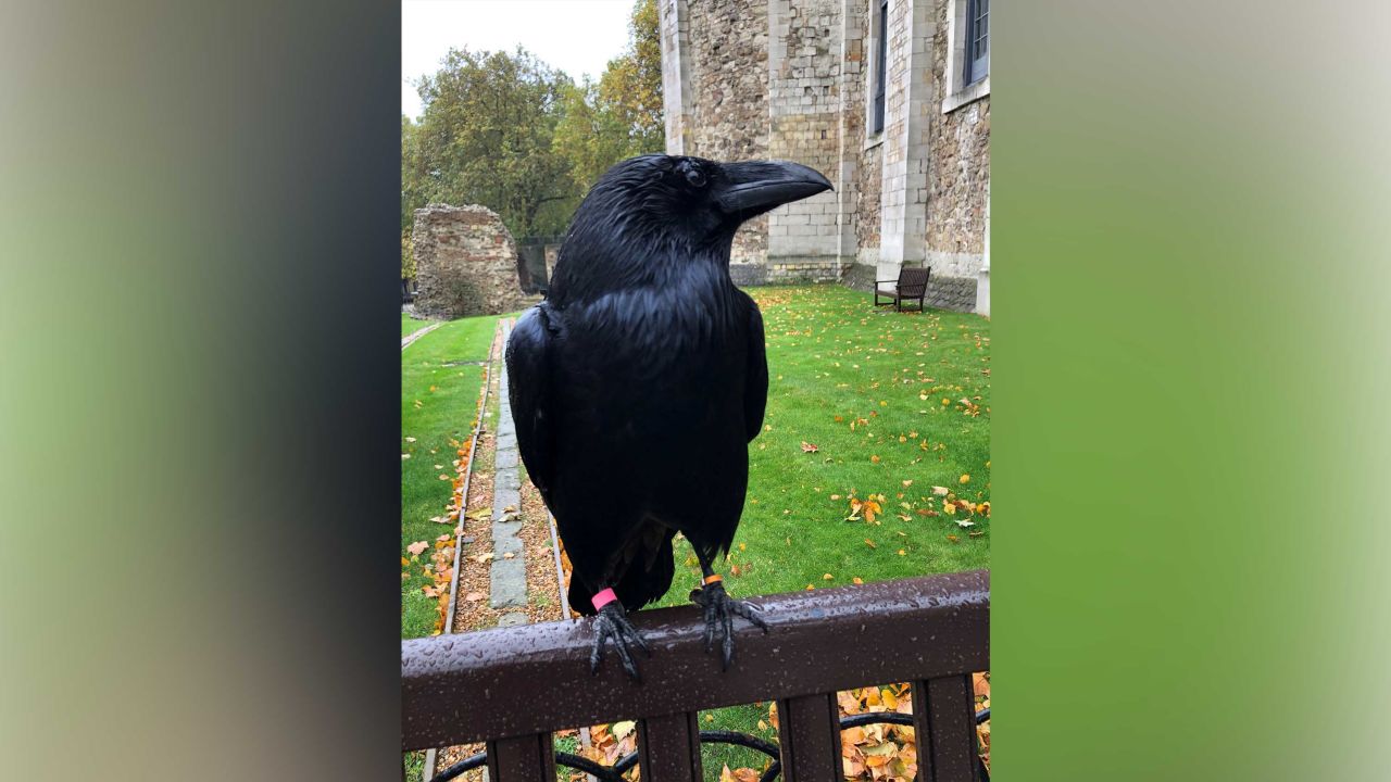 Merlina and the Ravenmaster are said to have a "close bond" -- making it unusual for her not to have returned.