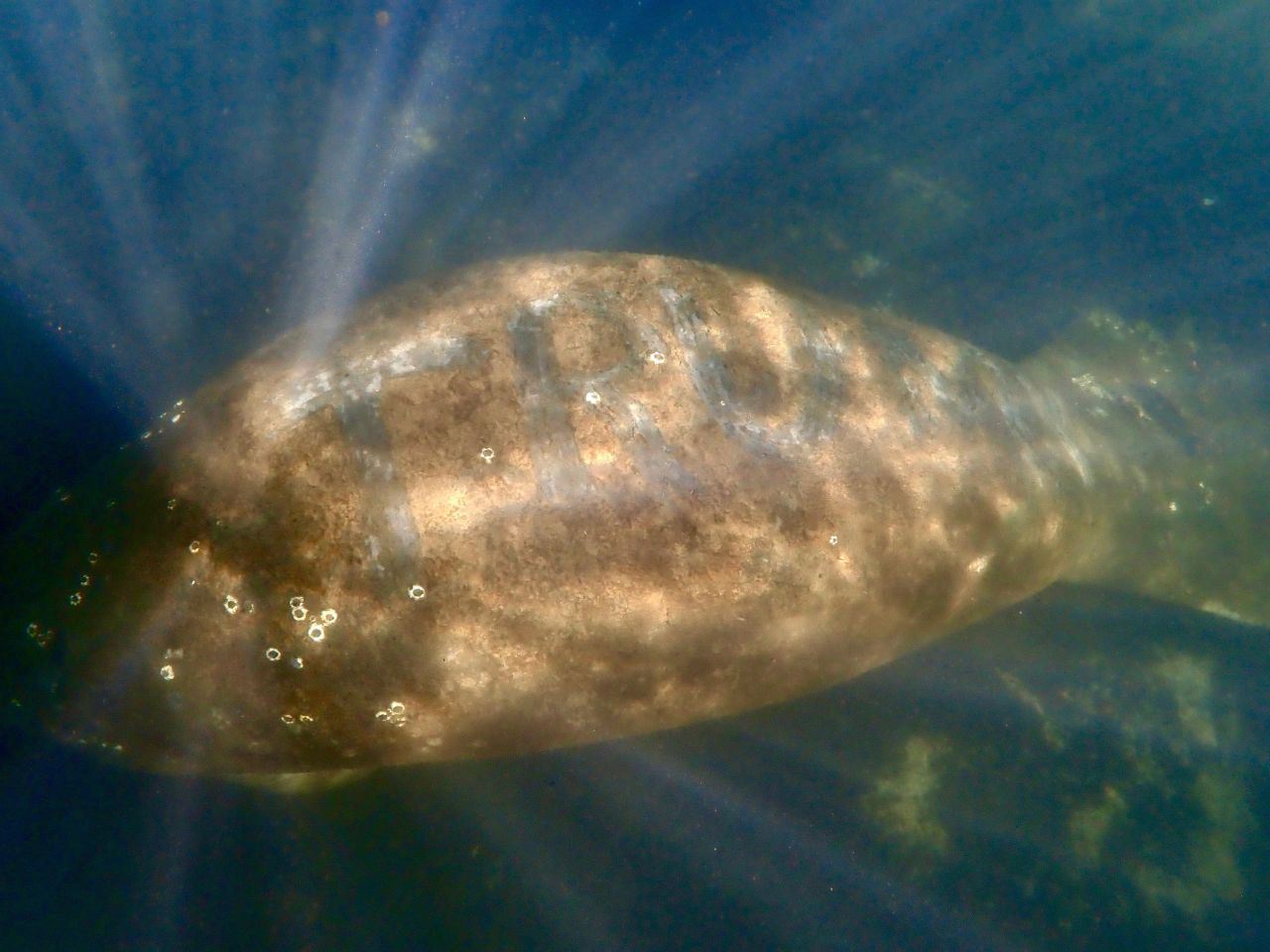 A manatee was discovered Sunday, January 10 in Florida's Homosassa River with <a href="https://www.cnn.com/2021/01/12/us/manatee-with-trump-on-its-back-trnd/index.html" target="_blank">"Trump" written on its back</a>, according to a news release from the Center for Biological Diversity. A reward is being offered for information to help authorities find and prosecute whomever wrote on the animal's back. 