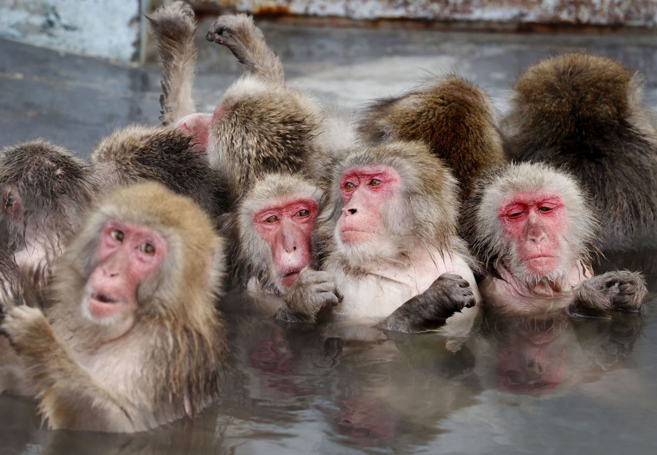 Japanese macaques soak in a hot spring at the Hakodate Tropical Botanical Garden in Hokkaido, Japan, on Tuesday, January 12. 