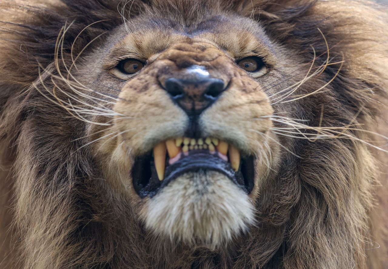 A lion bares its teeth at the Izmir Wildlife Park on Wednesday, January 13, in Izmir, Turkey.