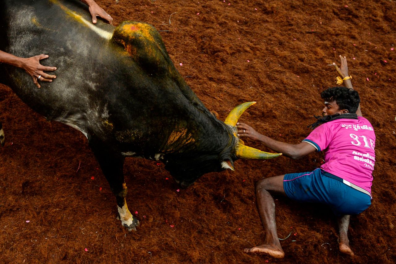 A bull charges a participant during an annual bull taming event in Madurai, India, on Thursday, January 14.