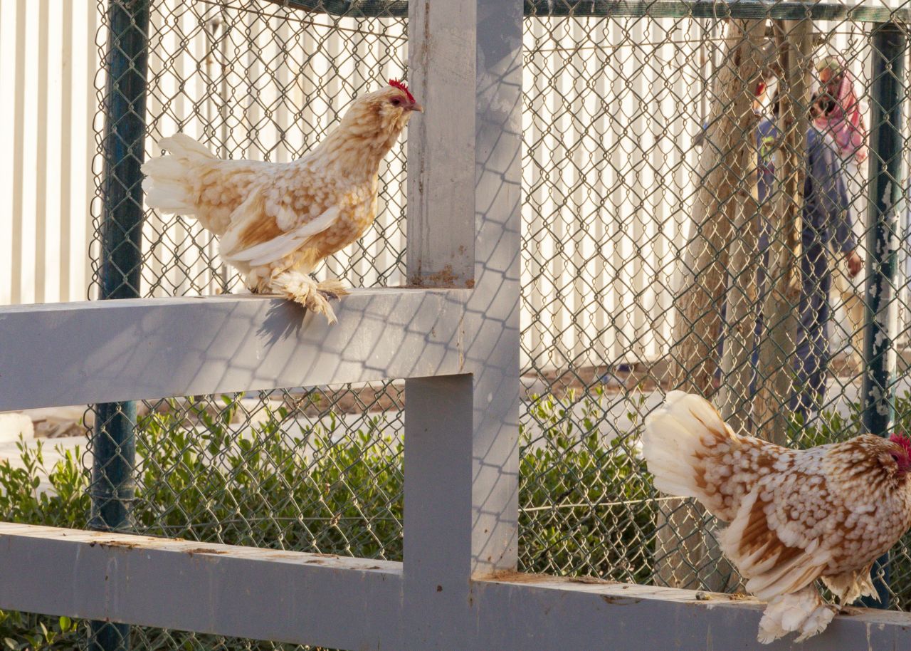 Residents can eat fresh eggs laid by the community's chickens.