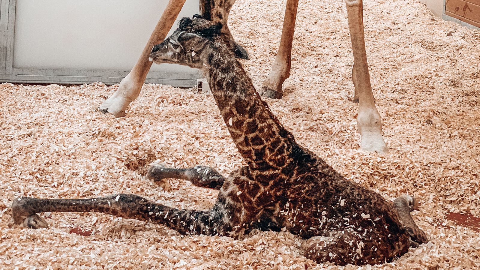 Baby giraffe dies at Nashville Zoo after being stepped on by mother | CNN
