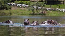 Hippopotamuses swim in one of the lakes near by Hacienda Napoles in Doradal, Colombia, August 18, 2019. Pablo Escobar owned Hacienda Naples where he set up his personal theme park and a private zoo in the early 1980s. After his death in 1993, the Colombian government confiscated the exotic animals but left four hippopotamuses that have multiplied approximately 50, becoming a hazard for the ecosystem and the inhabitants of Doradal.